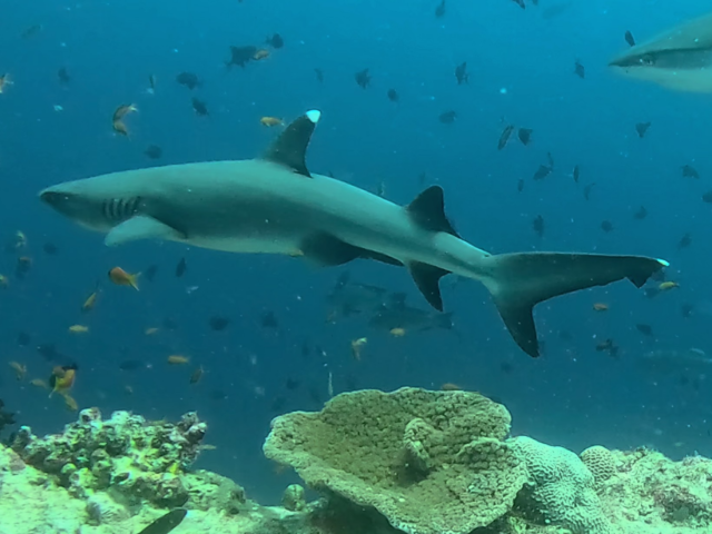 Whitetip Reef Shark<br><span style='font-size:12px'><i>Dave & Rose</i></span>