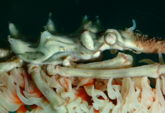 Click to View Wire Coral Crab<br><span style='font-size:12px'><i>Dave & Rose</i></span>