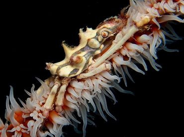 Click to View Wire Coral Crab<br><span style='font-size:12px'><i>Florents Guide</i></span>