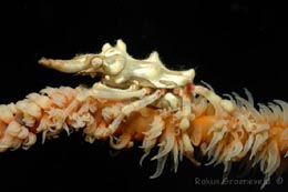 Click to View Wire Coral Crab<br><span style='font-size:12px'><i>Diverosa</i></span>