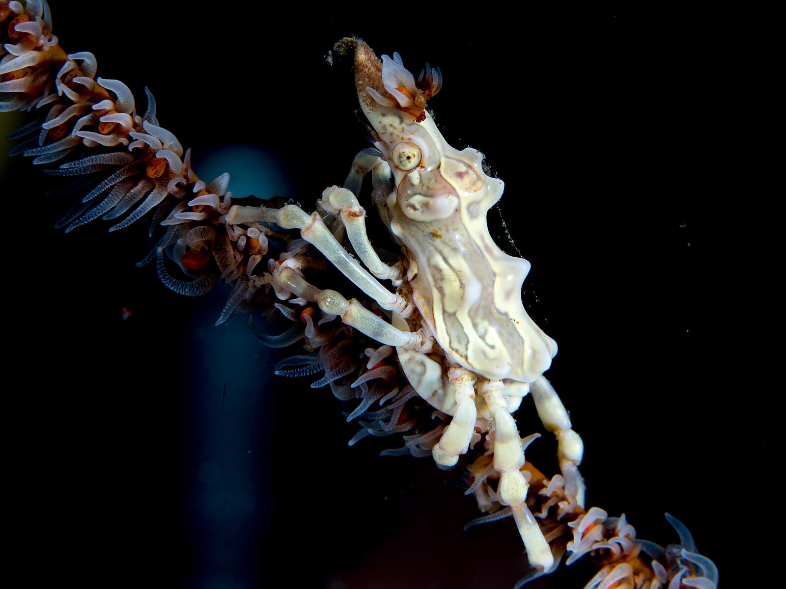 Click to View Wire Coral Crab<br><span style='font-size:12px'><i>Wikimedia</i></span>