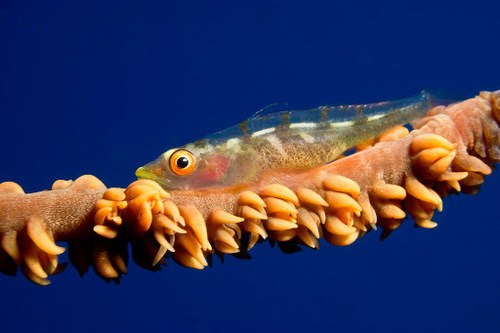 Click to View Wire Coral Goby<br><span style='font-size:12px'><i>iNaturalist</i></span>
