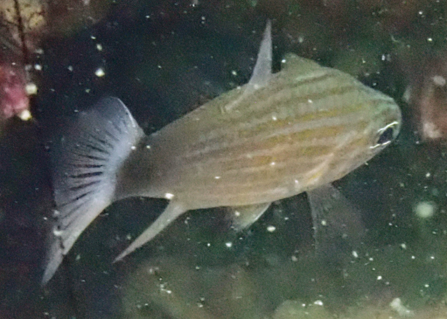 Click to View Wolf Cardinalfish<br><span style='font-size:12px'><i>Dave & Rose</i></span>