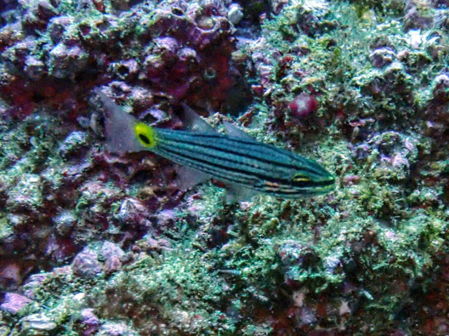 Wolf Cardinalfish<br><span style='font-size:12px'><i>Dave & Rose</i></span>