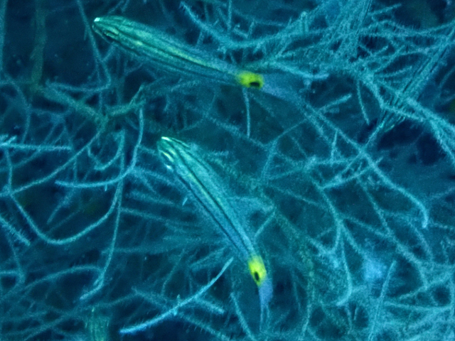 Click to View Wolf Cardinalfish - juv<br><span style='font-size:12px'><i>Dave & Rose</i></span>