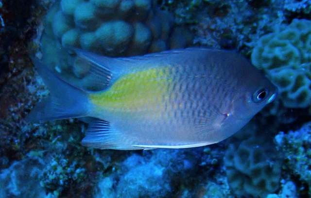 Click to View Yellow-side Damselfish<br><span style='font-size:12px'><i>Dave & Rose</i></span>