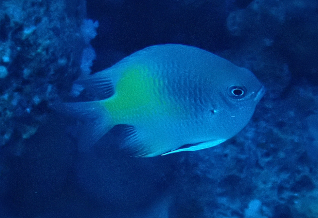 Click to View Yellow-side Damselfish<br><span style='font-size:12px'><i>Dave & Rose</i></span>