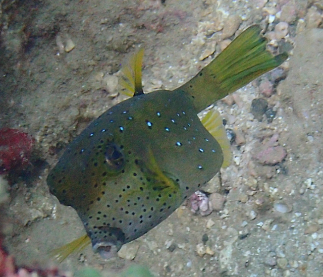 Click to View Yellow Boxfish<br><span style='font-size:12px'><i>Dave & Rose</i></span>