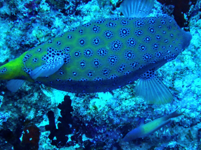 Click to View Yellow Boxfish<br><span style='font-size:12px'><i>Dave & Rose</i></span>