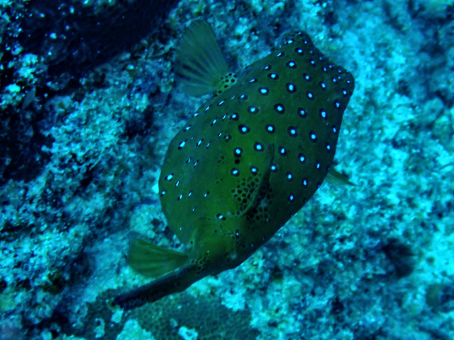 Click to View Yellow Boxfish<br><span style='font-size:12px'><i>Dave & Rose</i></span>