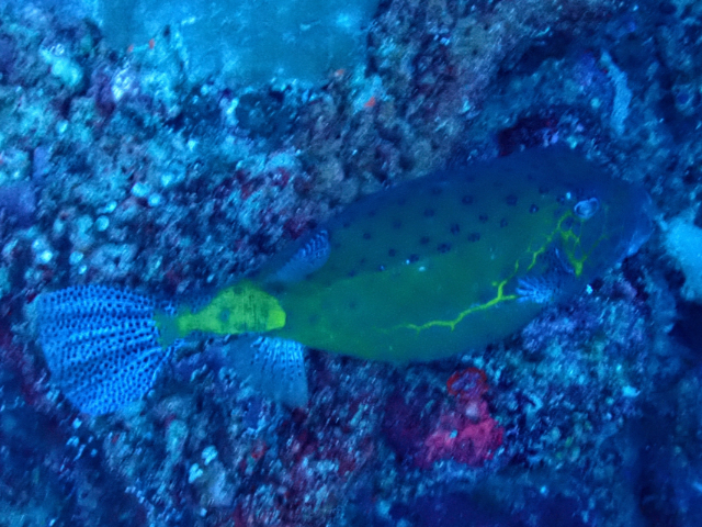 Click to View Yellow Boxfish<br><span style='font-size:12px'><i>Dave & Rose</i></span>