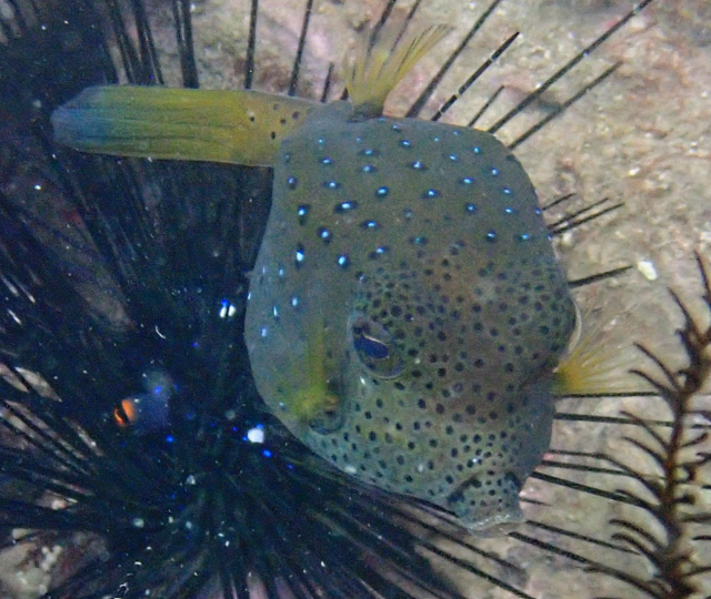 Click to View Yellow Boxfish<br><span style='font-size:12px'><i>Dave & Rose</i></span>