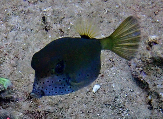 Click to View Yellow Boxfish<br><span style='font-size:12px'><i>Dave & Rose</i></span>