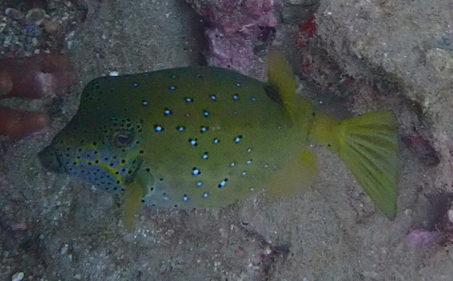 Click to View Yellow Boxfish<br><span style='font-size:12px'><i>Dave & Rose</i></span>