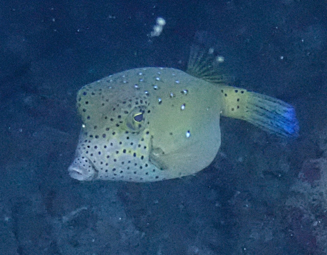 Click to View Yellow Boxfish<br><span style='font-size:12px'><i>Dave & Rose</i></span>