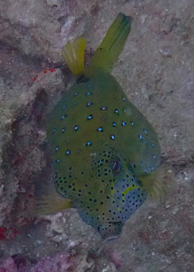 Click to View Yellow Boxfish<br><span style='font-size:12px'><i>Dave & Rose</i></span>