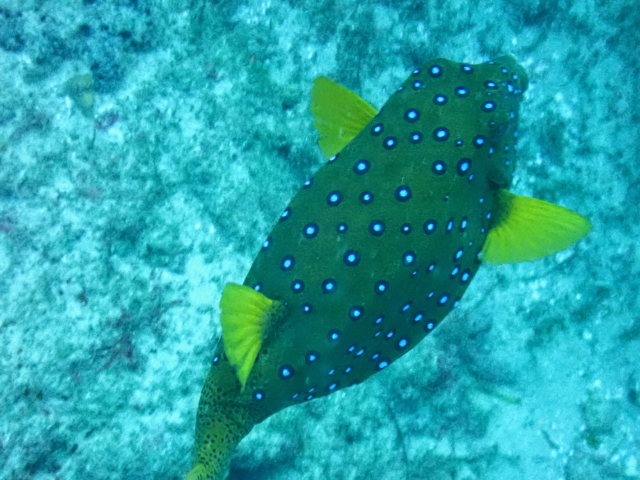 Click to View Yellow Boxfish<br><span style='font-size:12px'><i>Dave & Rose</i></span>