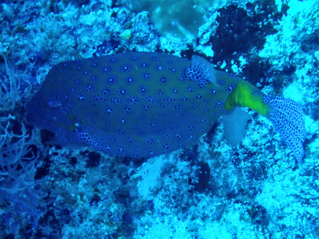 Click to View Yellow Boxfish<br><span style='font-size:12px'><i>Dave & Rose</i></span>