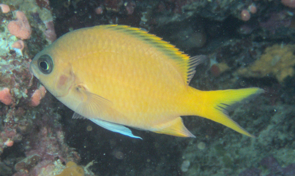 Click to View Yellow Chromis<br><span style='font-size:12px'><i>iNaturalist</i></span>