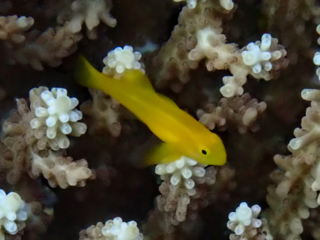 Yellow Coralgoby<br><span style='font-size:12px'><i>Dave & Rose</i></span>