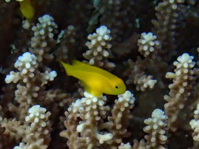 Yellow Coralgoby<br><span style='font-size:12px'><i>Dave & Rose</i></span>