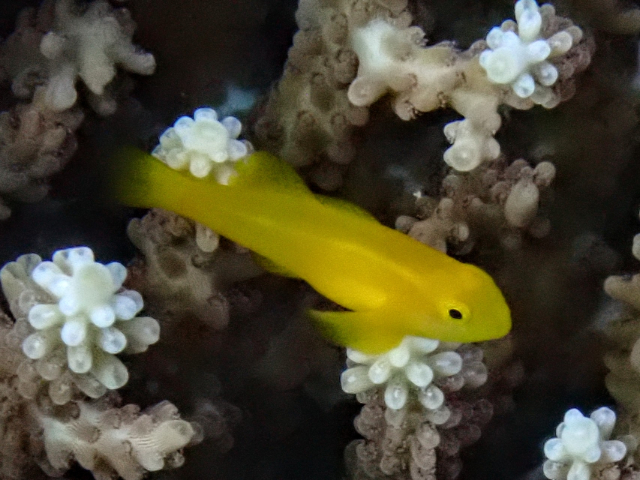 Yellow Coralgoby<br><span style='font-size:12px'><i>Dave & Rose</i>&nbsp&nbspPhilippines&nbsp&nbsp26th Apr 2026</span>