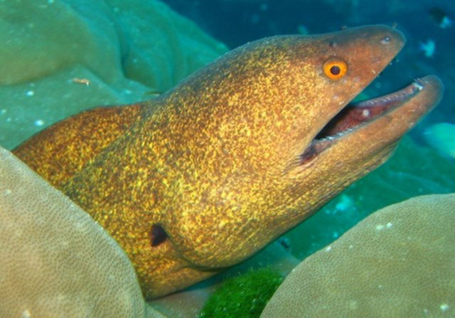 Click to View Yellow Margin Moray<br><span style='font-size:12px'><i>Fishbase</i></span>