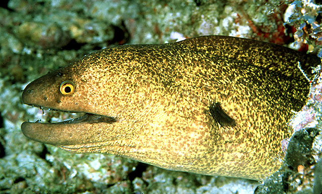 Click to View Yellow Margin Moray<br><span style='font-size:12px'><i>Fishbase</i></span>
