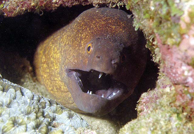 Click to View Yellow Margin Moray<br><span style='font-size:12px'><i>Fishbase</i></span>