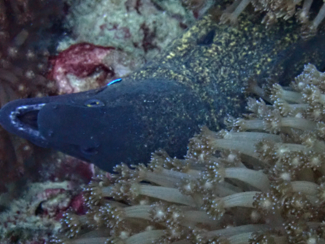 Click to View Yellow Margin Moray<br><span style='font-size:12px'><i>Dave & Rose</i></span>