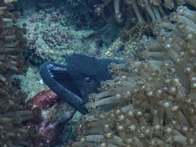 Click to View Yellow Margin Moray<br><span style='font-size:12px'><i>Dave & Rose</i></span>