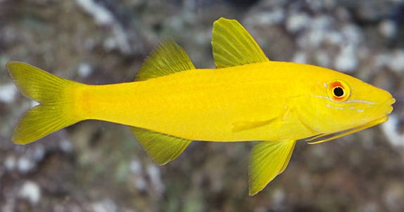 Click to View Yellow-Saddle Goatfish<br><span style='font-size:12px'><i>WWW</i></span>