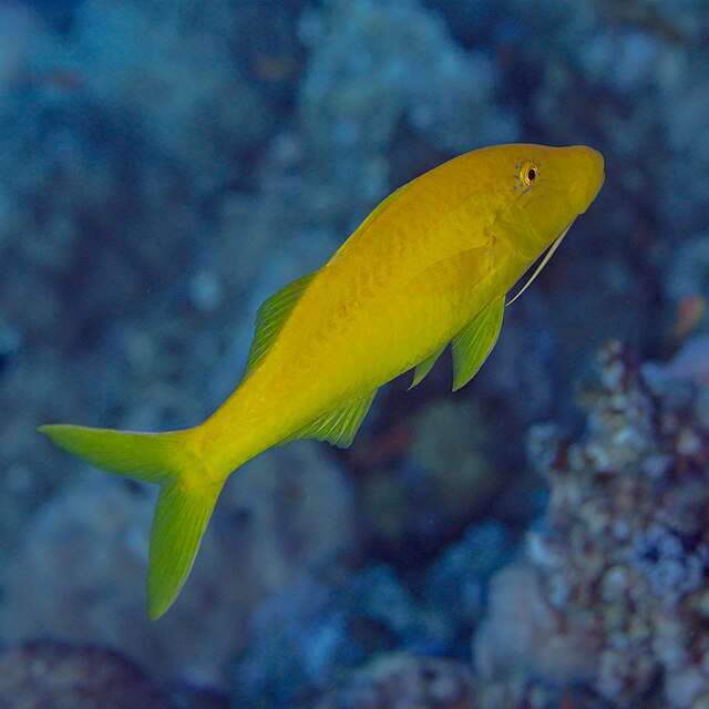 Click to View Yellow-Saddle Goatfish<br><span style='font-size:12px'><i>Wiki</i></span>