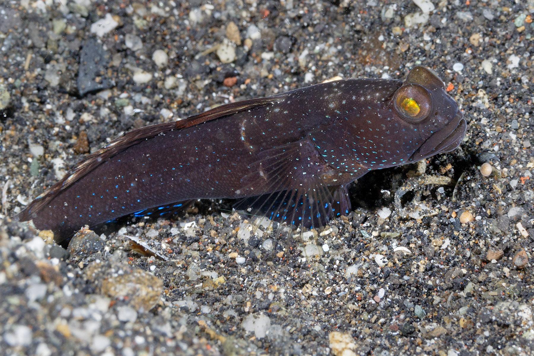 Click to View Yellow Shrimpgoby - Brown Variation<br><span style='font-size:12px'><i>Dave & Rose</i></span>