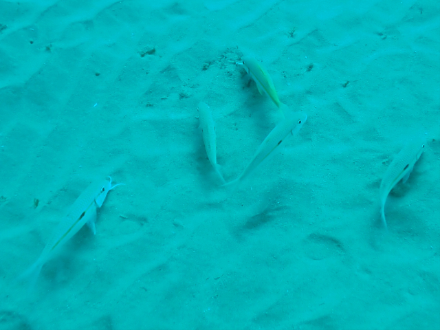 Click to View Yellowstripe Goatfish<br><span style='font-size:12px'><i>Dave & Rose</i></span>