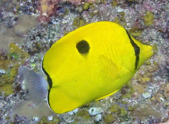Click to View Yellow Teardrop Butterflyfish<br><span style='font-size:12px'><i>Dave & Rose</i></span>