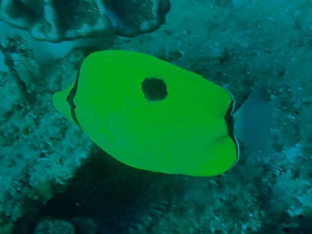 Click to View Yellow Teardrop Butterflyfish<br><span style='font-size:12px'><i>Dave & Rose</i></span>