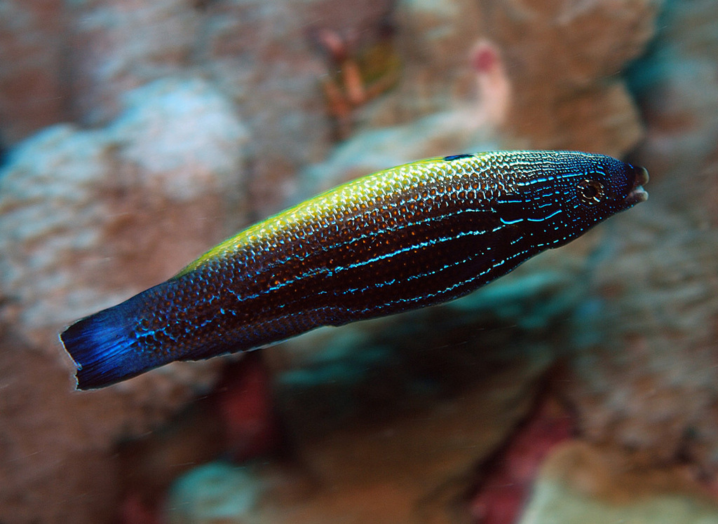 Click to View Yellowback Tubelip<br><span style='font-size:12px'><i>iNaturalist</i></span>