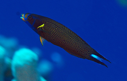 Click to View Yellowback Tubelip<br><span style='font-size:12px'><i>iNaturalist</i></span>