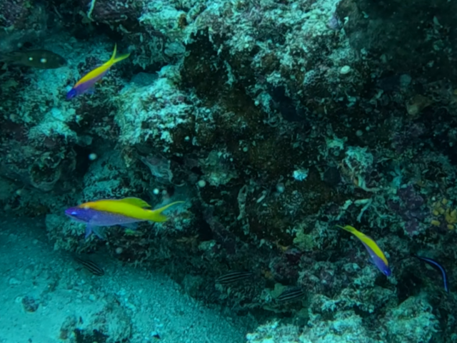 Click to View Yellowback Anthias<br><span style='font-size:12px'><i>Dave & Rose</i></span>