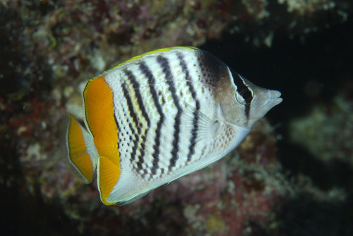 Click to View Yellowback Butterflyfish<br><span style='font-size:12px'><i>iNaturalist</i></span>
