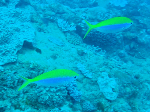 Click to View Yellowback Fusilier<br><span style='font-size:12px'><i>Dave & Rose</i></span>