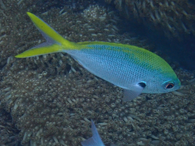 Click to View Yellowback Fusilier<br><span style='font-size:12px'><i>Dave & Rose</i></span>