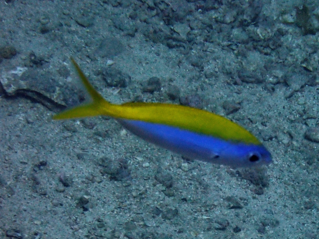 Click to View Yellowback Fusilier<br><span style='font-size:12px'><i>Dave & Rose</i></span>