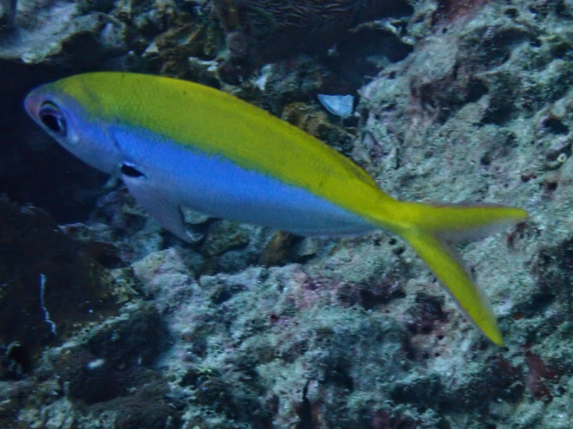 Click to View Yellowback Fusilier<br><span style='font-size:12px'><i>Dave & Rose</i></span>