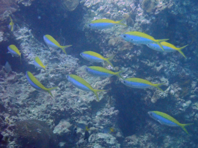 Click to View Yellowback Fusilier<br><span style='font-size:12px'><i>Dave & Rose</i></span>