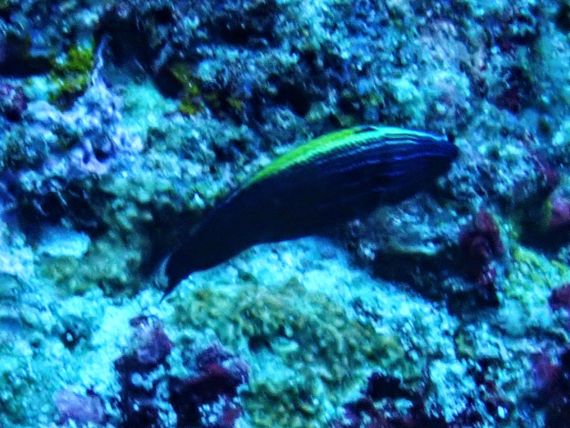 Click to View Yellowback Tubelip<br><span style='font-size:12px'><i>Dave & Rose</i></span>