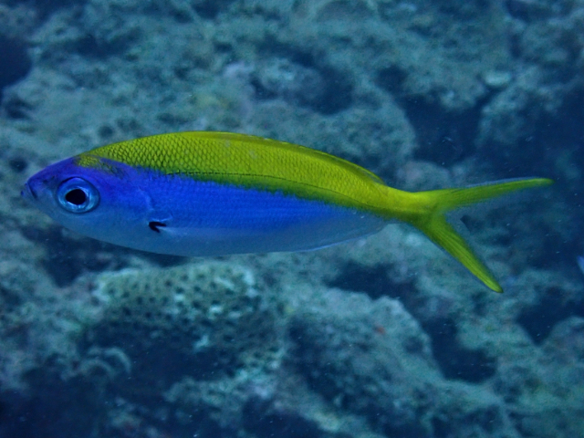 Click to View Yellowback Fusilier<br><span style='font-size:12px'><i>Dave & Rose</i></span>