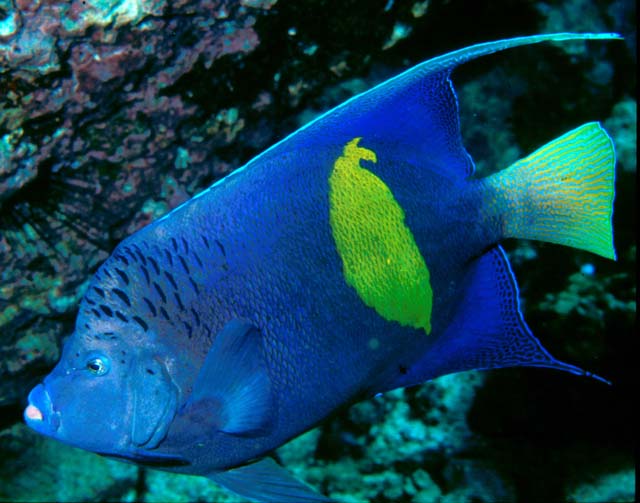 Click to View Yellowbar Angelfish<br><span style='font-size:12px'><i>Fishbase</i></span>