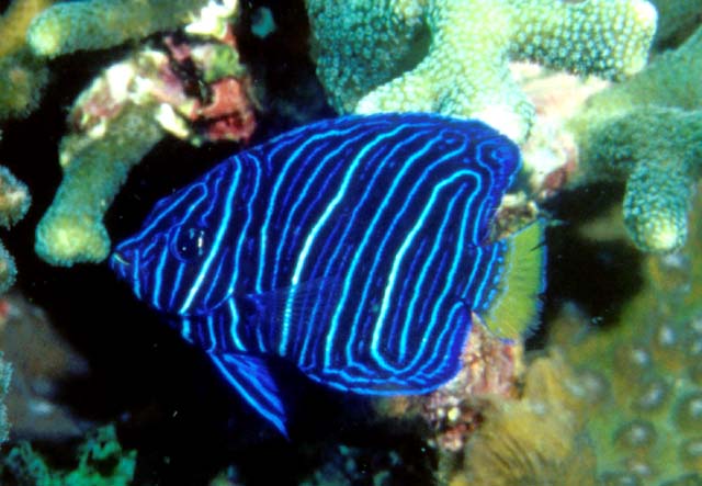 Click to View Yellowbar Angelfish Juvenile<br><span style='font-size:12px'><i>Fishbase</i></span>